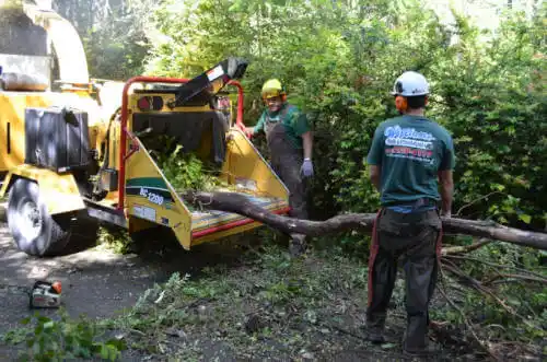 tree services Wilmette